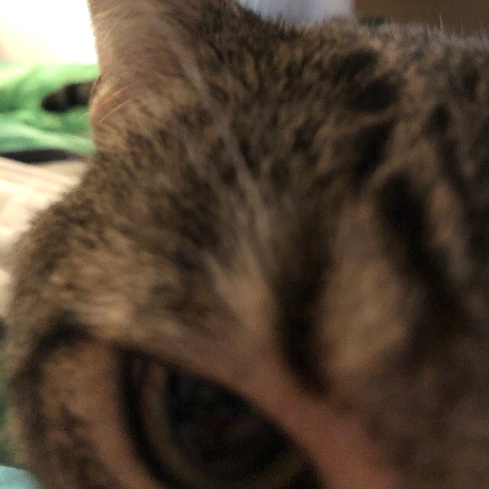 Meet your Posher, Floof Cat